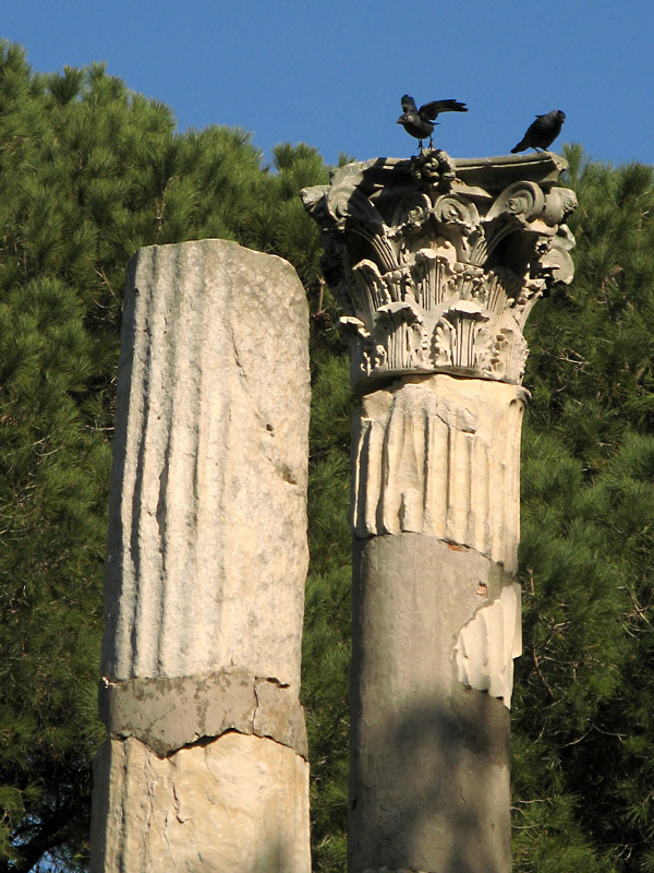 Columns with crows7010