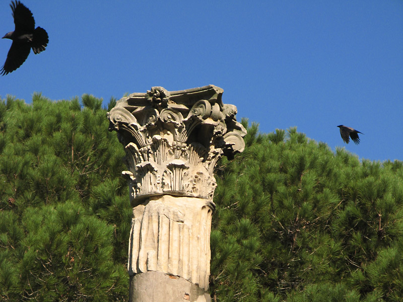 Acanthus leaves7011
