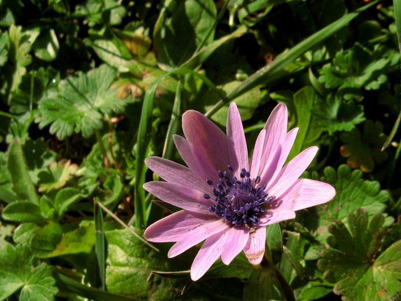 Wild anemone7014