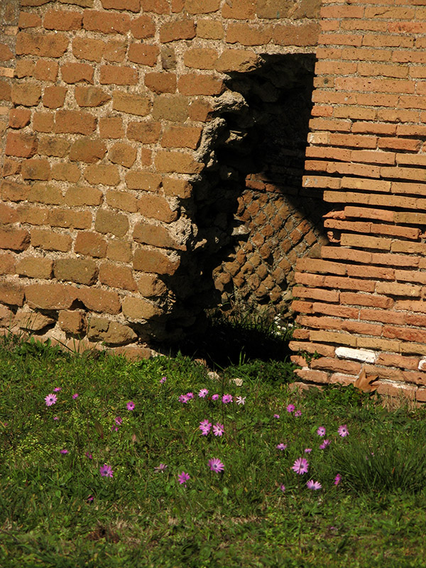 Anemones and bricks on Via dei Dipinti7021