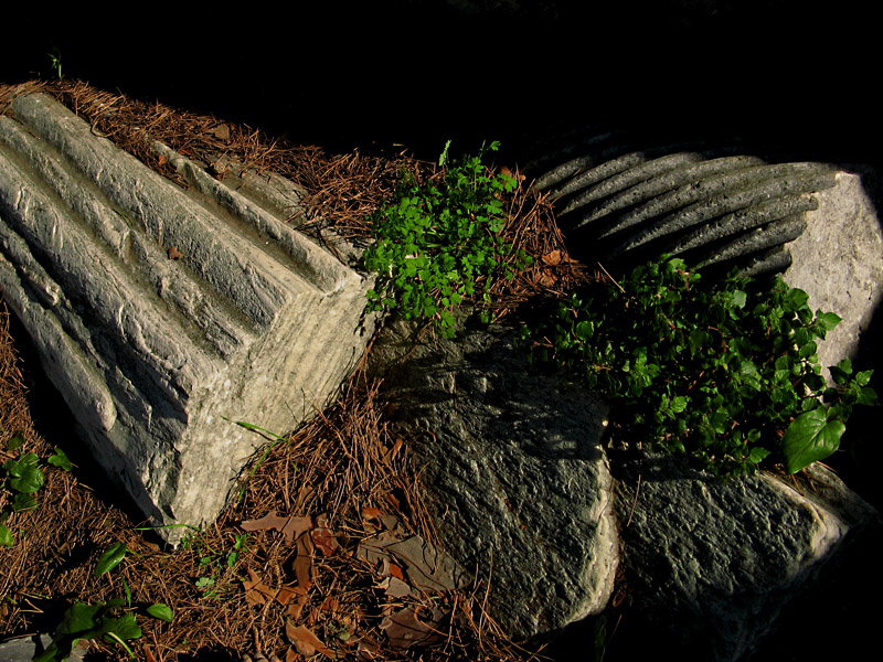 A cushion of pine needles7031