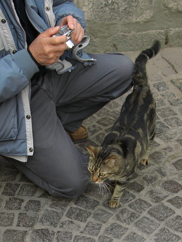 Friendly Orvieto kitty7219