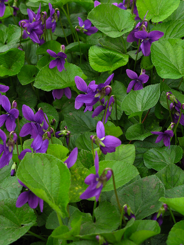 The Violets of the Old Cemetery0951