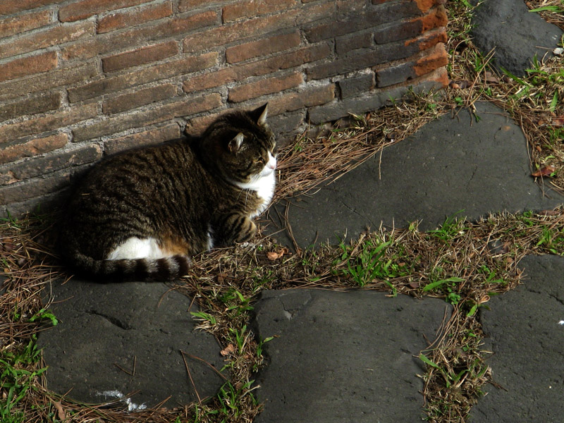 A Cemetery Cat0962