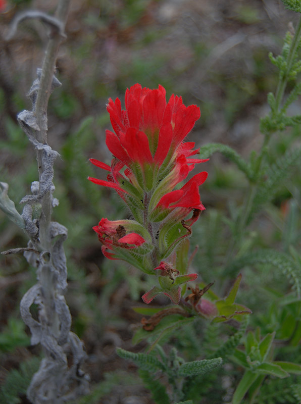 Indian Paintbrush2780