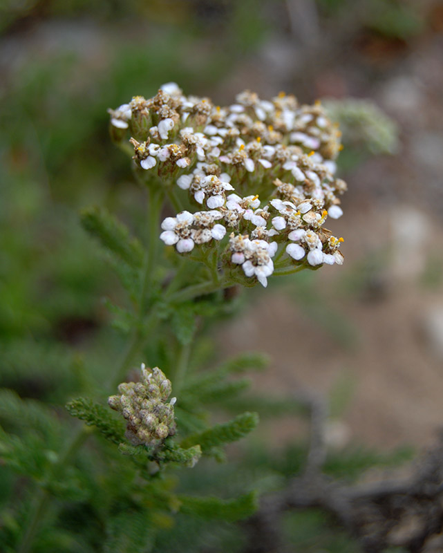 Yarrow2781