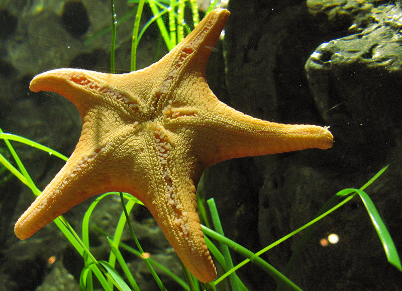 Golden Starfish 2470