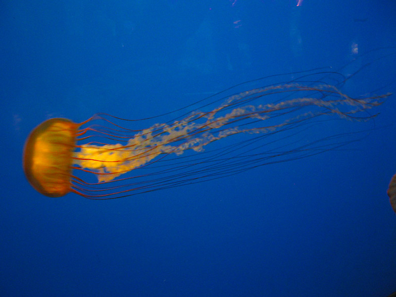 A Sea Nettle2456