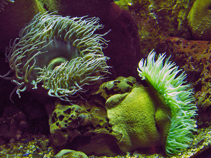 A Pair of Anemones2476