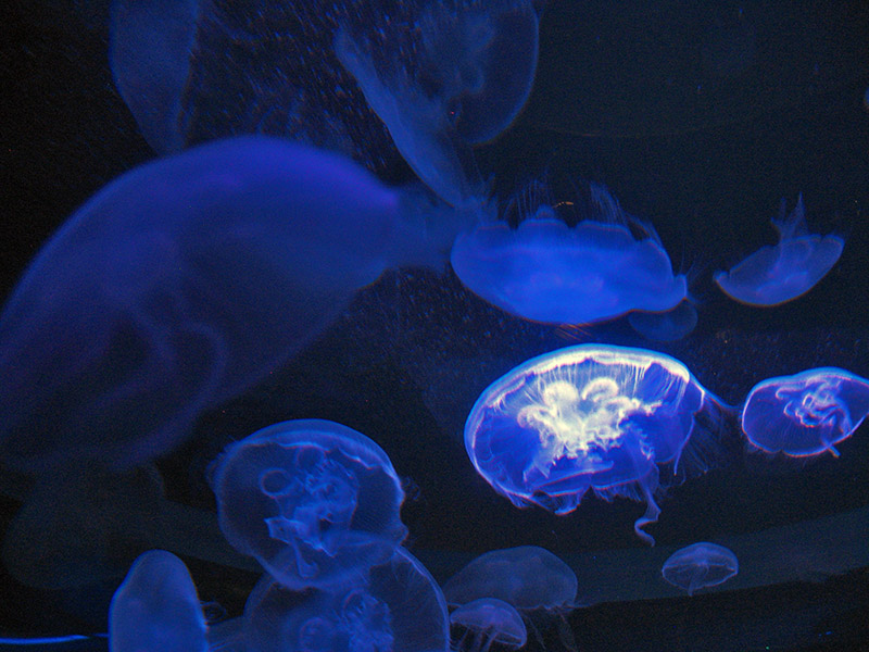 Moon Jellies2494