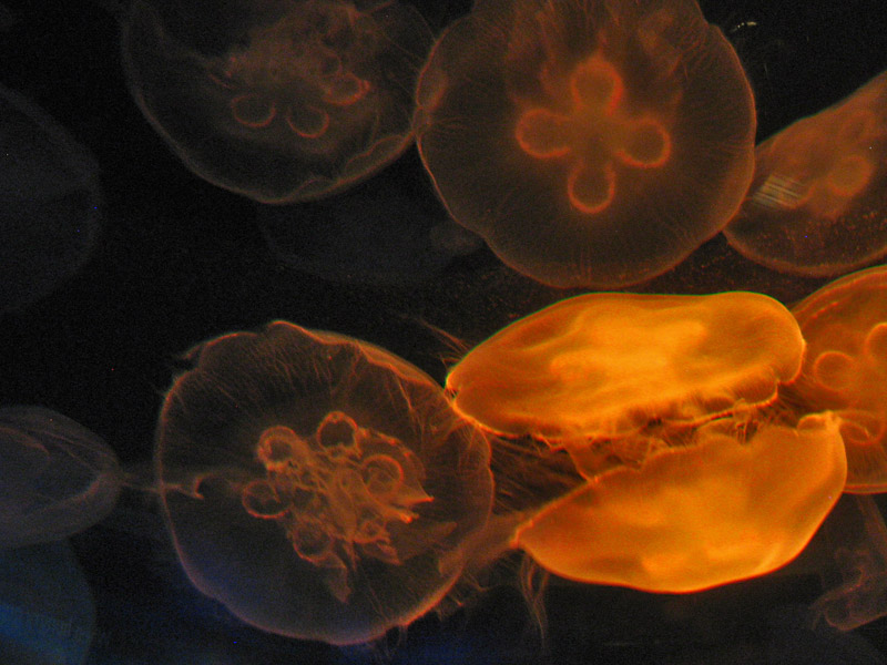 Moon Jellies in Warm Tones2498