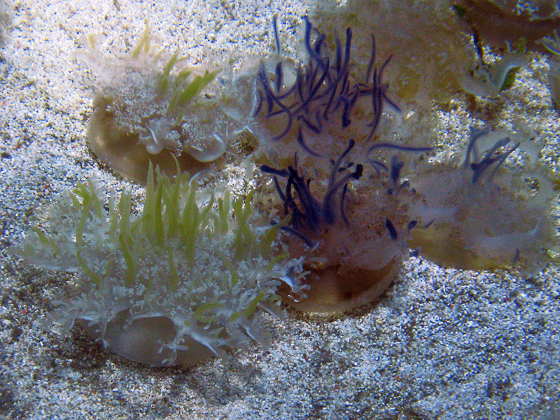 Upside Down Jelly Fish2530