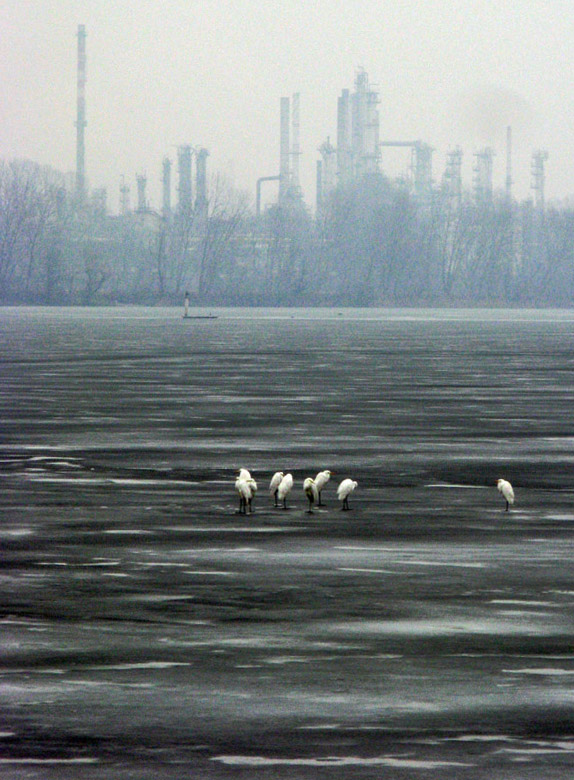 Herons on Lago Inferiore2984