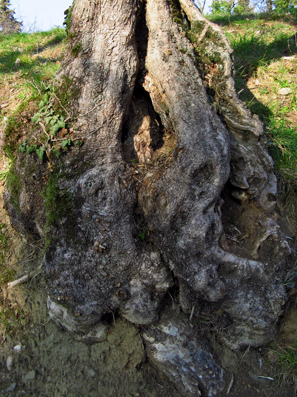 Natural artistry, an olive tree's roots3839