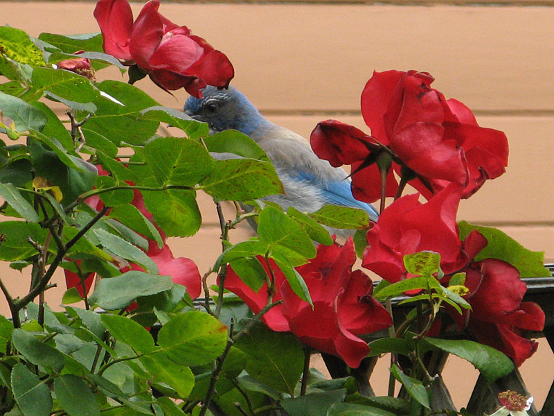 Altissimo Rose and Blue Jay<br />7522