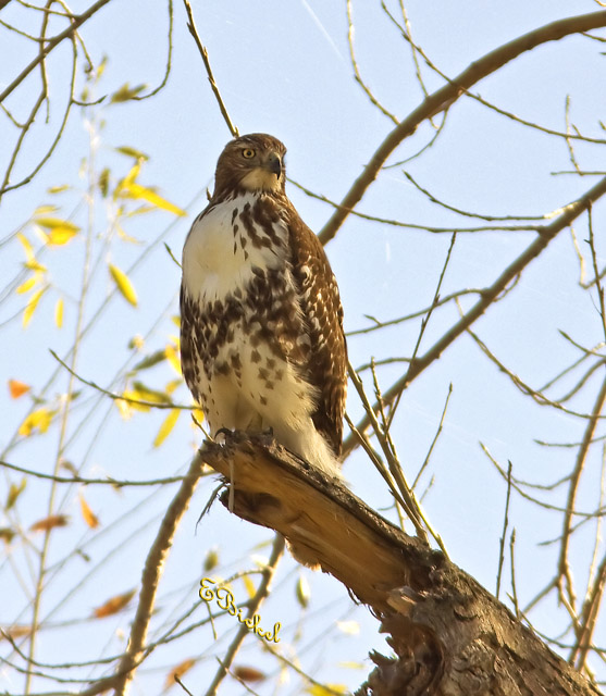 Redtail Hawk
