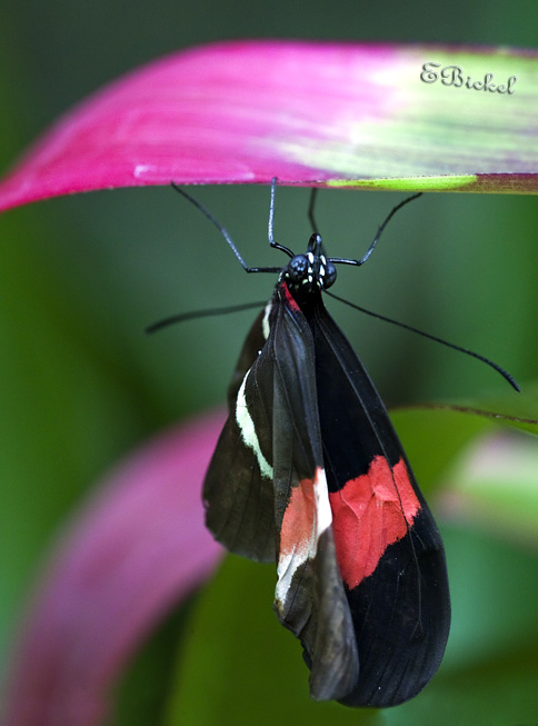 Erato Heliconian