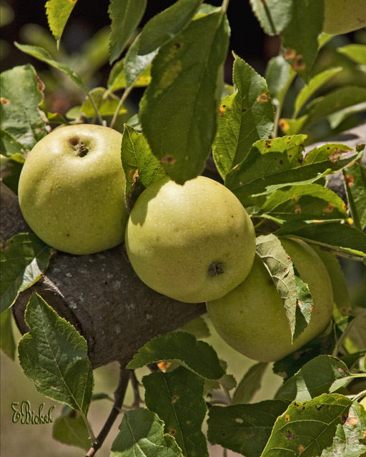 Organically Grown