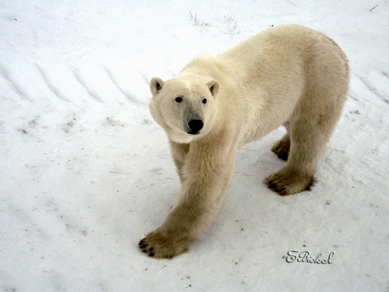 Curious Male