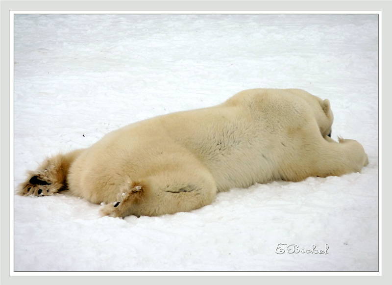 Living Polar Bear Rug
