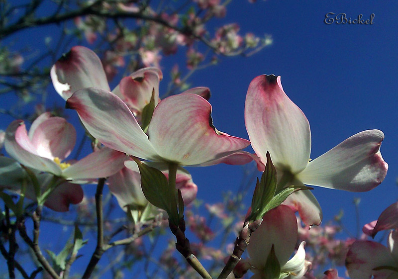 Dogwood 2010