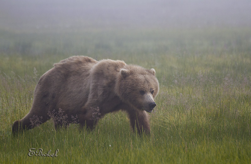 What One Does on a Foggy Morning