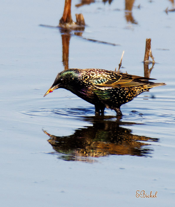 Starling