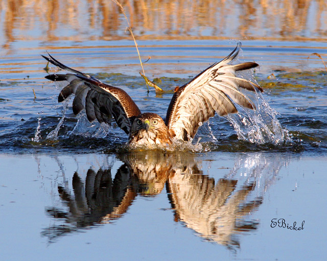 Red Tail in the water