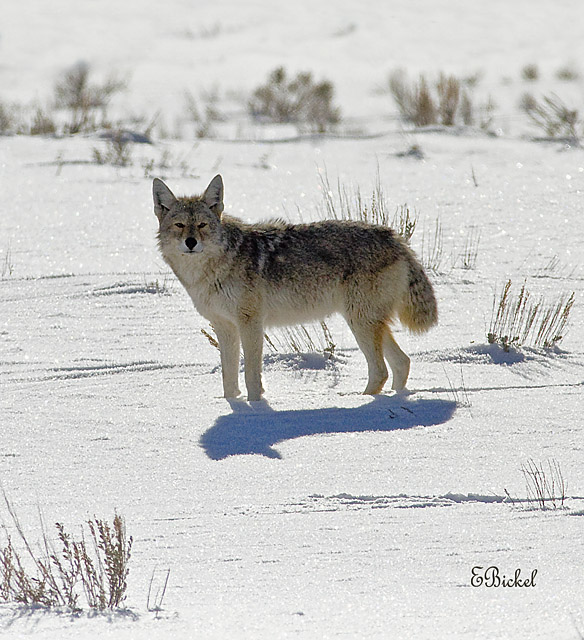 Coyote Mid Afternoon