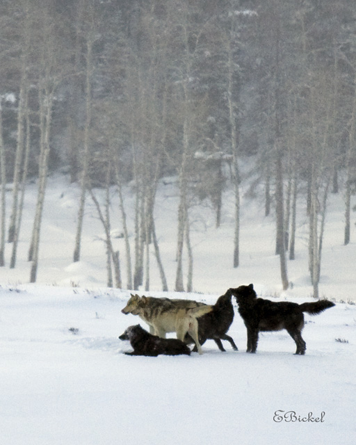 Pack of Wolves