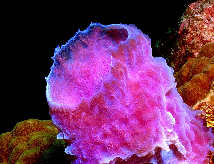 Tube Sponge close