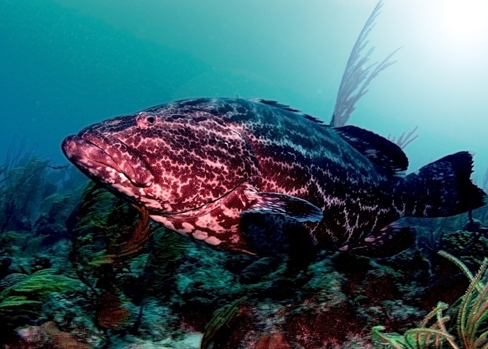 Grouper on Duty