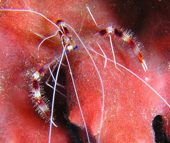 Banded Coral Shrimp 2