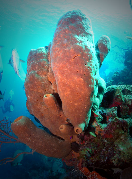Brown Sponge