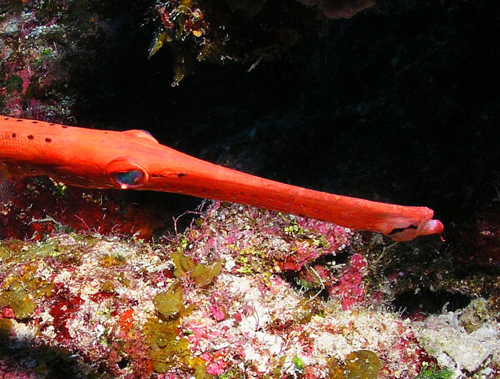 Trumpetfish close