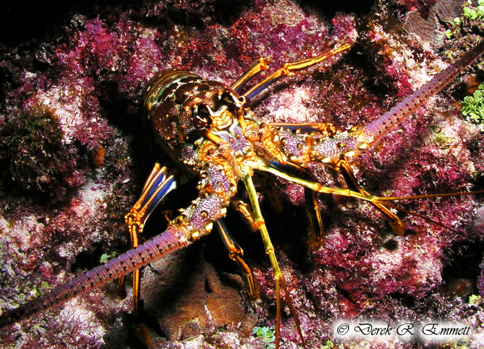 Lobster on Guard