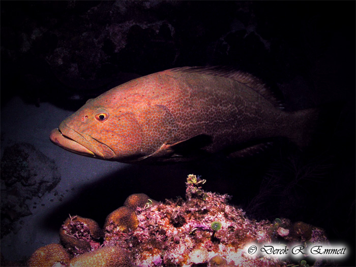 Hol Chan Cut Grouper