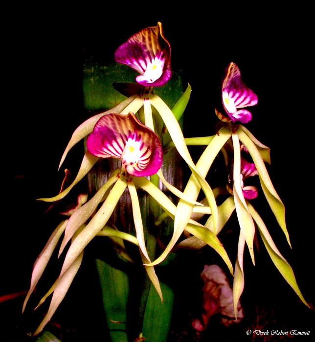 Black Orchid 2