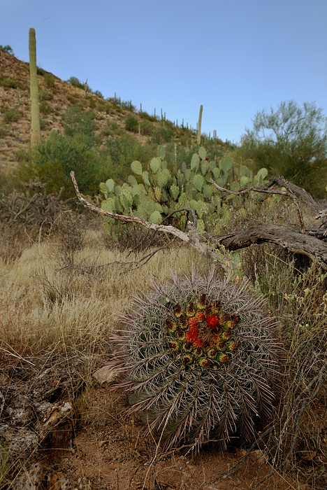 Desert bloom