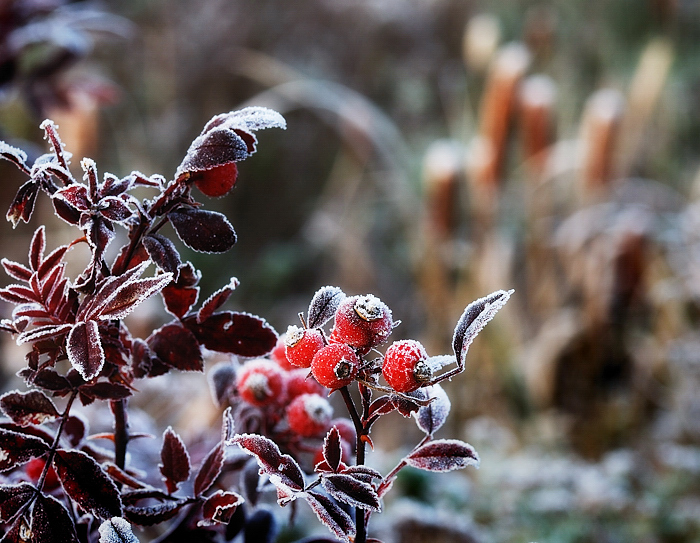 Seasons first frost