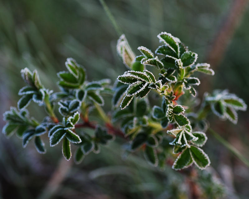 Frosty Friday