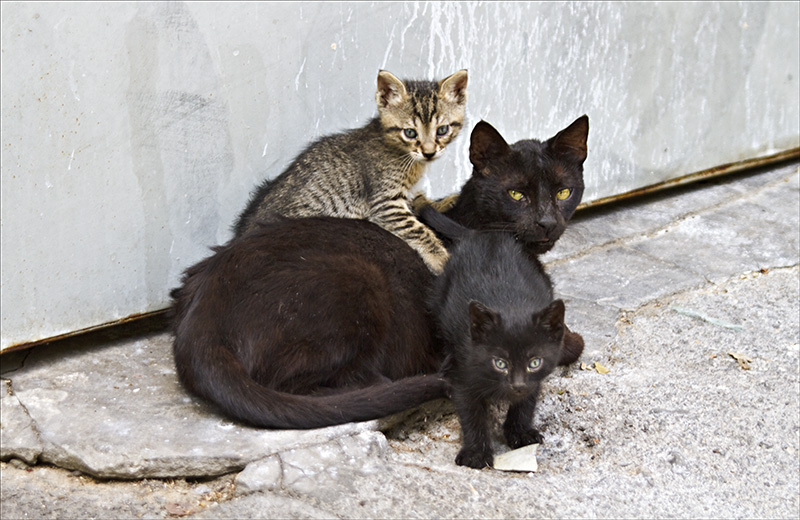 My New Neighbors.jpg
