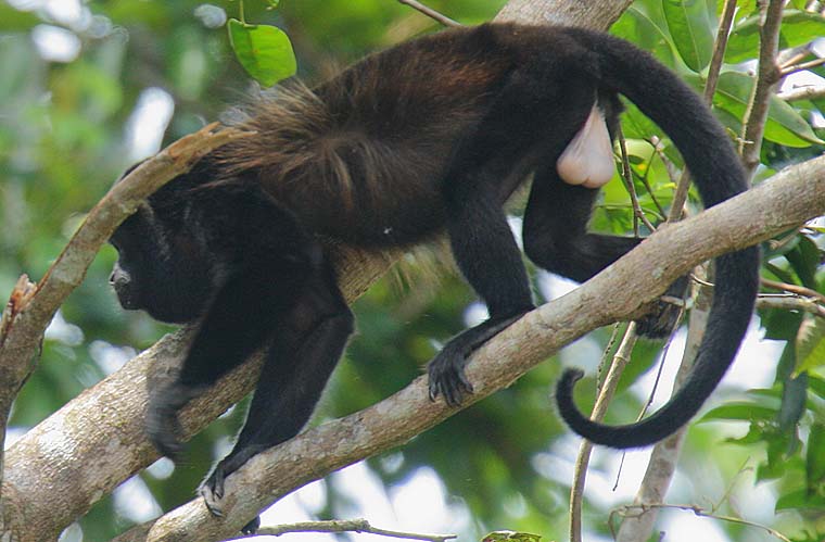 Why Howler Monkeys howl!
