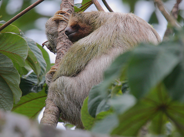 Three-toed Sloth Snoozing