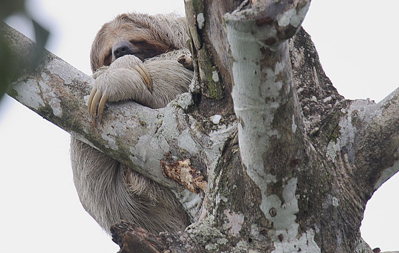 Three-toed Sloth Snoozing
