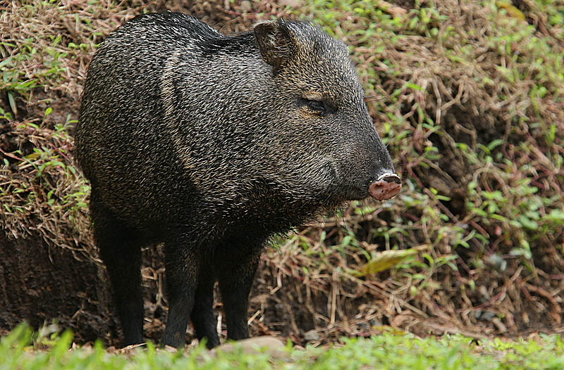 Collared Peccary