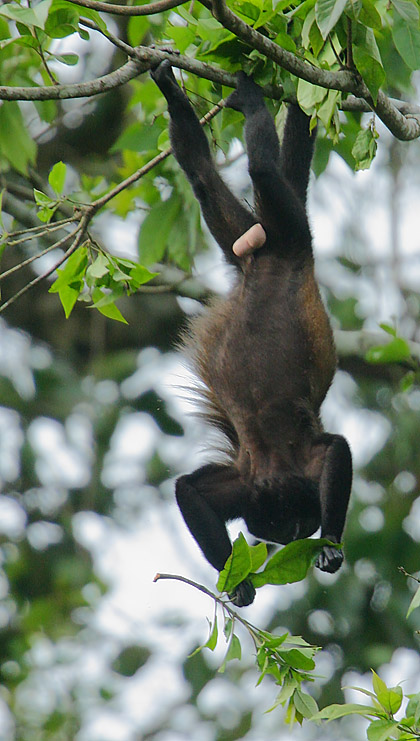 Mantled Howler Monkey feeding