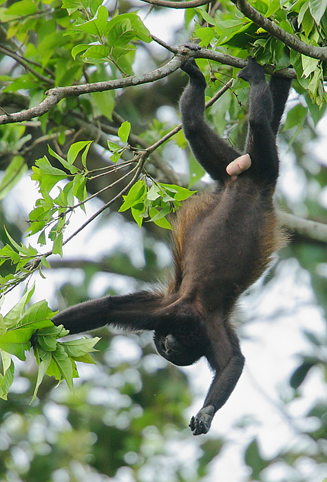 Mantled Howler Monkey -5 limbs are better than four