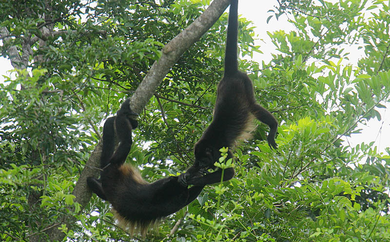 Mantled Howler monkeys playing