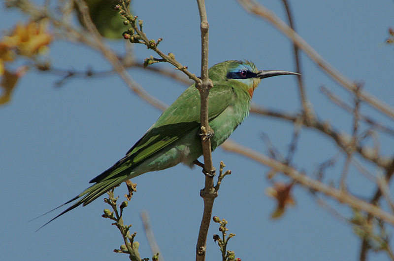 Blue-cheeked Bee-eater (Merops persicus)
